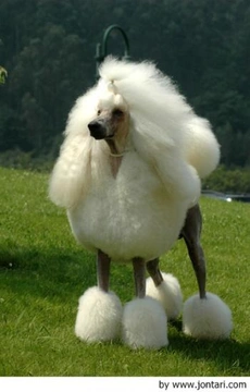 Caniche Gigante