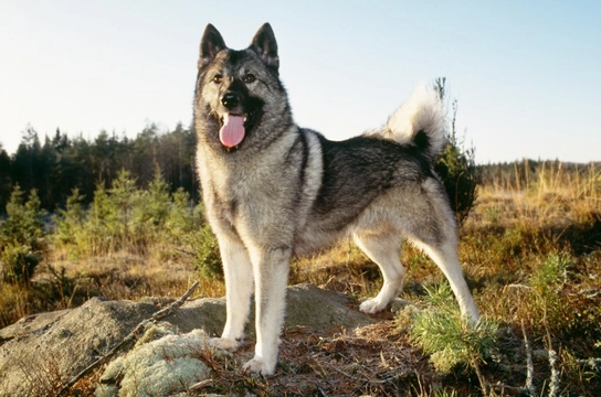 Norwegian Elkhound