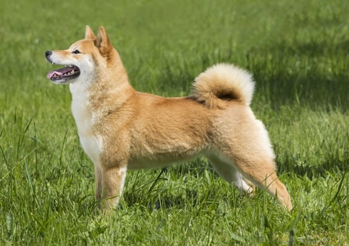 Japanese Shiba Inu