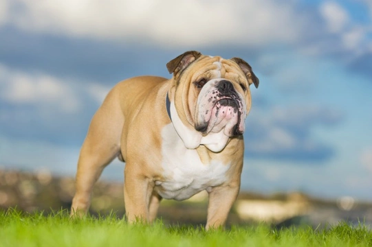 English Bulldog