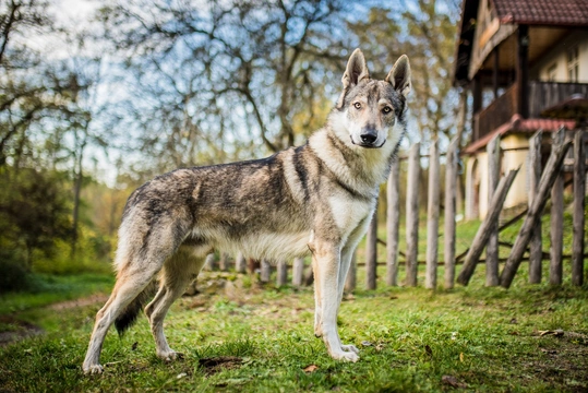 Perro Lobo Checoslovaco