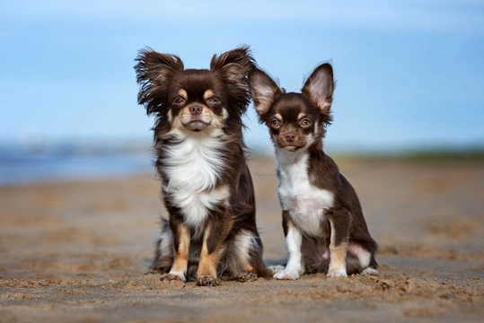 Chihuahua