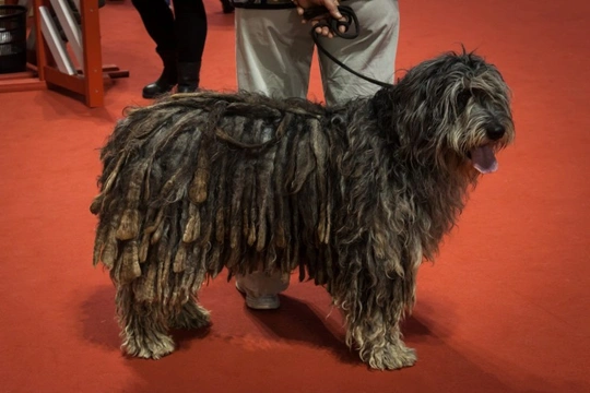 Bergamasco