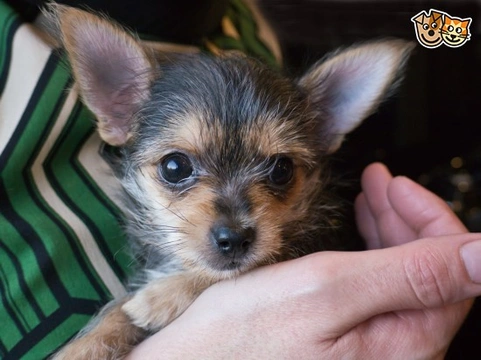 Chorkie