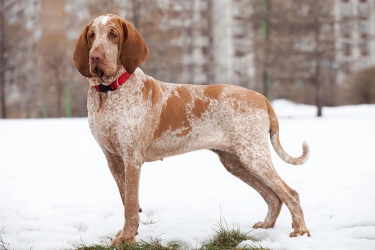 Bracco Italiano