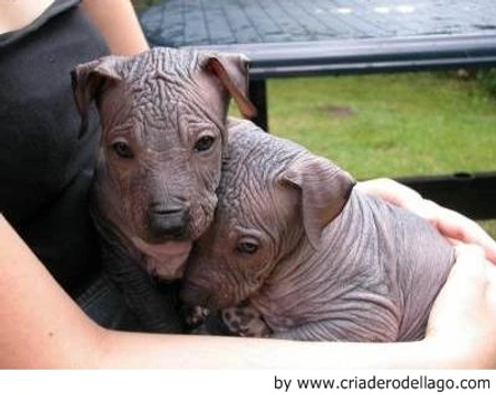 Xoloitzcuintle - Perro Sin Pelo Mexicano