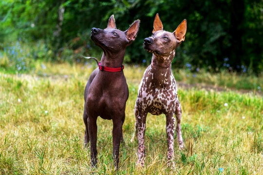 Mexican Hairless