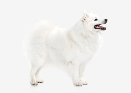 Japanese Spitz
