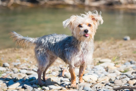Morkie