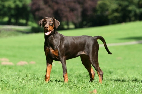 Dobermann