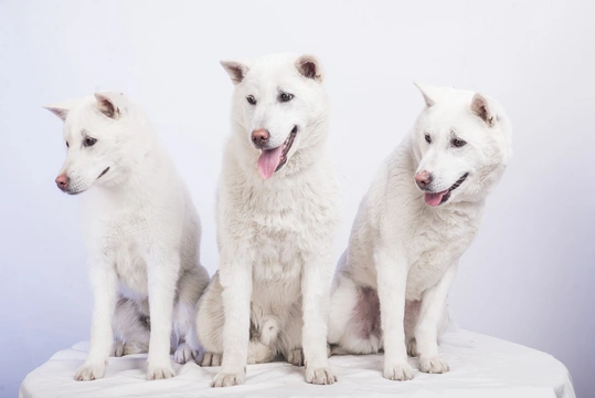 Kishu