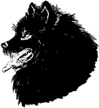Spitz pequeño - Kleinspitz