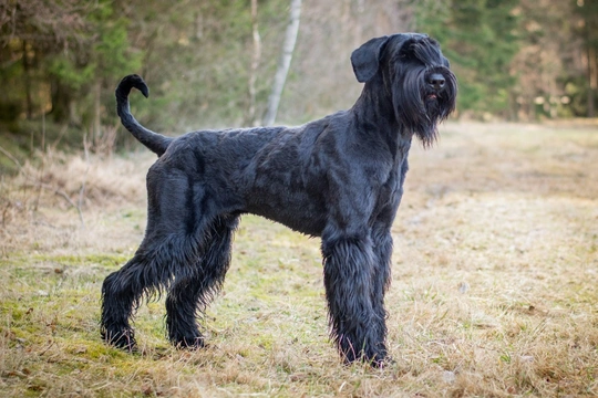 Giant Schnauzer