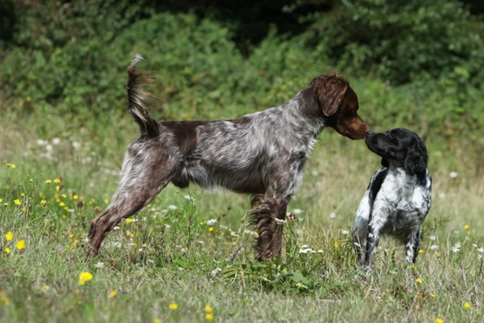 Brittany Spaniel