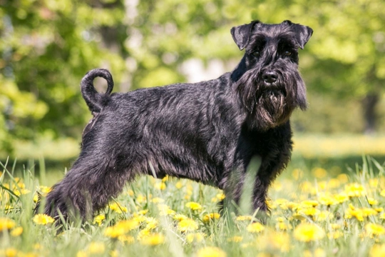 Schnauzer