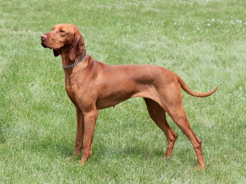Hungarian Vizsla