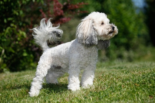 Poochon