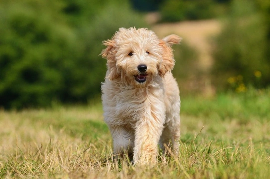 Goldendoodle