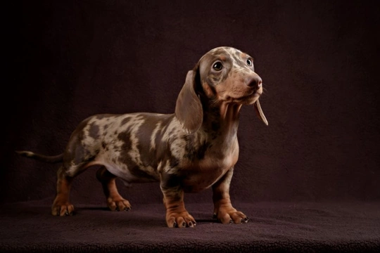 Dachshund
