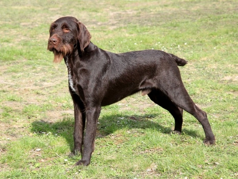Korthals Griffon