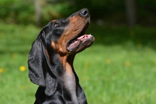Coonhound