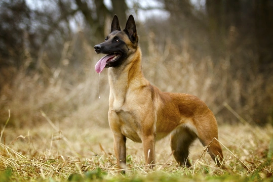Pastor Belga Malinois