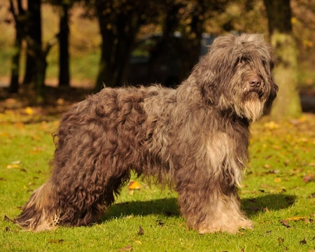 Portuguese Sheepdog