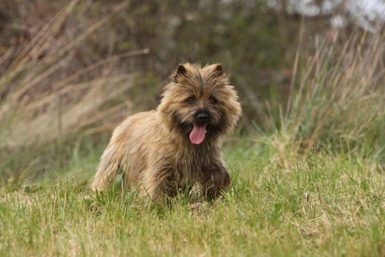 Cairn Terrier
