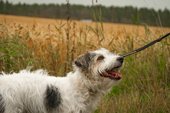 Sporting Lucas Terrier