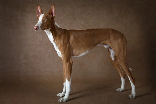 Ibizan Hound