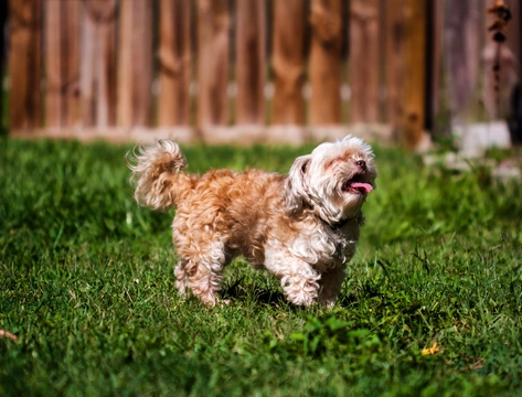 Shihpoo