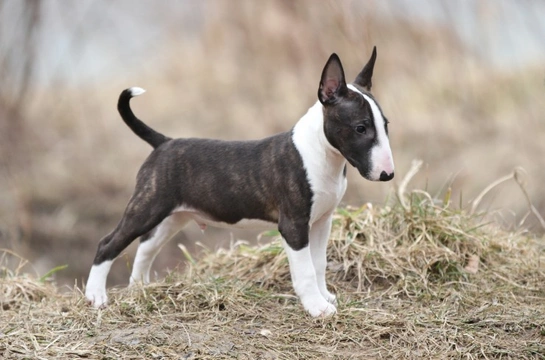 English Bull Terrier