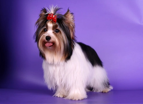 Biewer Terrier