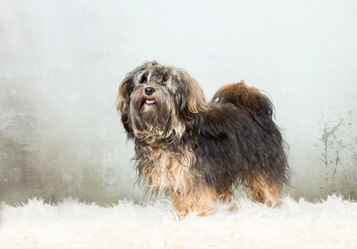 Havanese