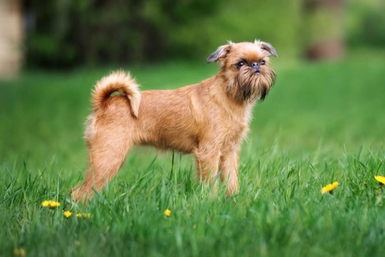 Griffon Bruxellois