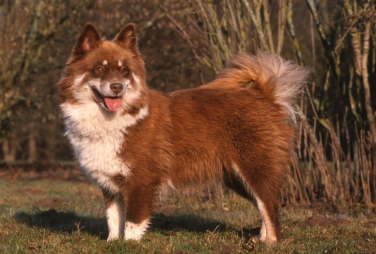 Finnish Lapphund