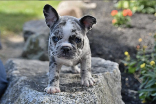 Frenchton