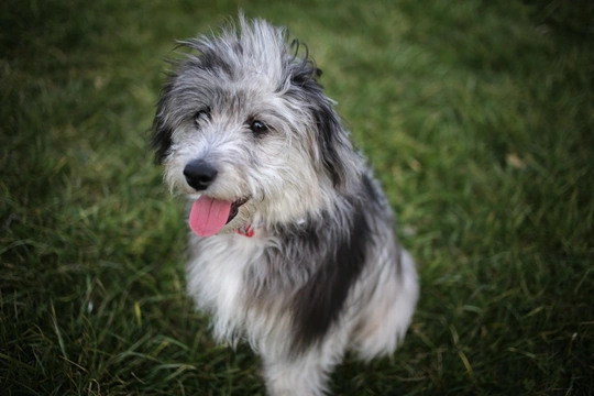Mini Aussiedoodle
