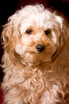 Sheltiedoodle