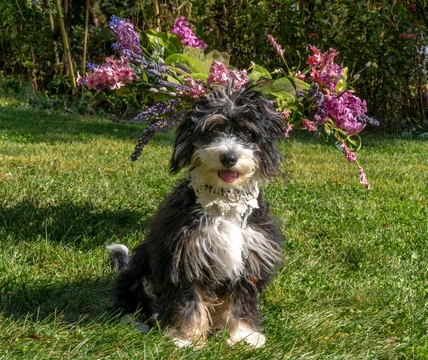 Mini Bernedoodle