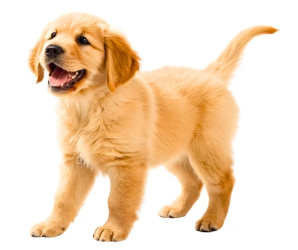 Miniature Golden Retriever