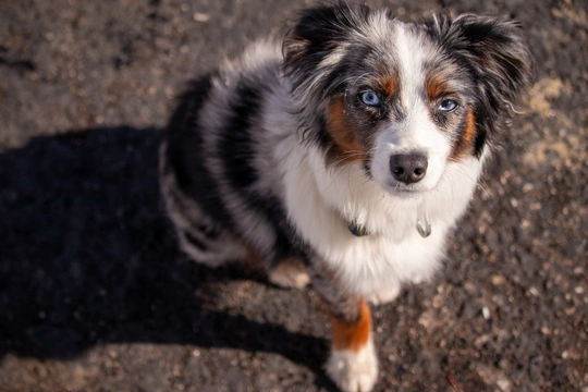 Toy Australian Shepherd