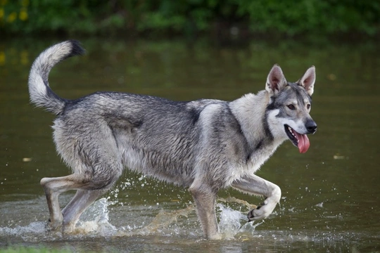 Northern Inuit
