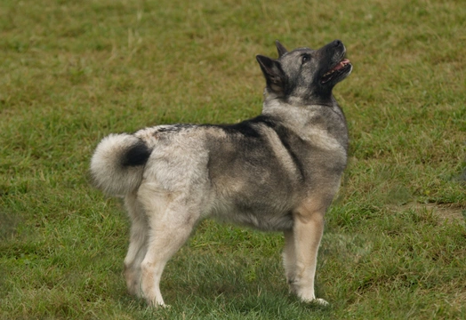 Norwegian Buhund