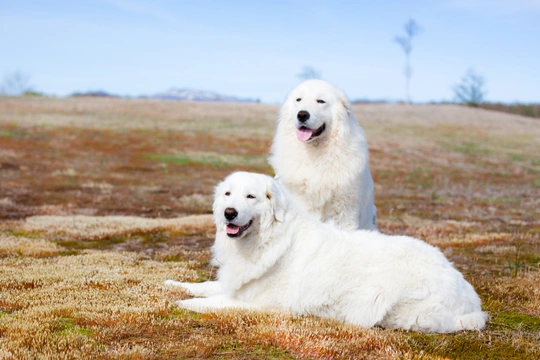 Maremma Sheepdog