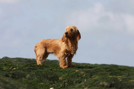 Basset Fauve De Bretagne