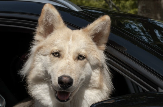 Shepsky