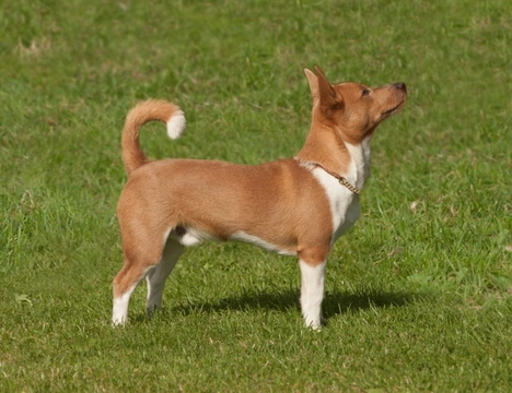 Portuguese Podengo