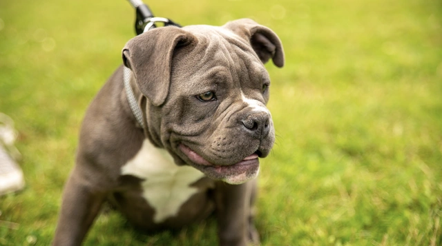 Olde English Bulldogge