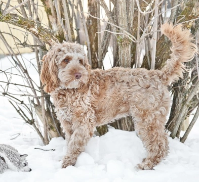 Cockapoo